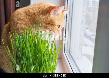 Orange tabby cat observing through window, with fresh cat grass for pet care Stock Photo