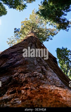Massive tree trunk rises vertically in forest as viewed from ground level looking upward into branches against clear blue sky Stock Photo