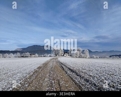 A snow-covered field with a dirt road, trees coated in frost, and a mountain backdrop under a clear blue sky. Stock Photo