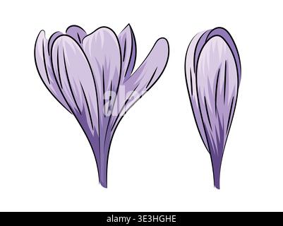 Purple crocus, spring blooming crocus saffron, flat vector botanical illustration isolated on white background. Stock Vector