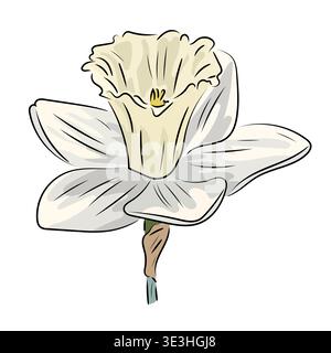 White narcissus, elegant spring bloom, flat vector illustration of daffodil flower with stem isolated on white background. Stock Vector