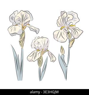 White iris. Elegant spring flower, flat vector illustration of garden iris with stem and leaves, isolated on white background. Stock Vector