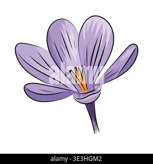Purple crocus, spring blooming crocus saffron, flat vector botanical illustration isolated on white background. Stock Vector