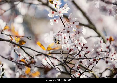 Bumblebee collecting nectar and pollinating delicate white cherry blossoms on a sunny spring day, symbolizing nature's renewal Stock Photo
