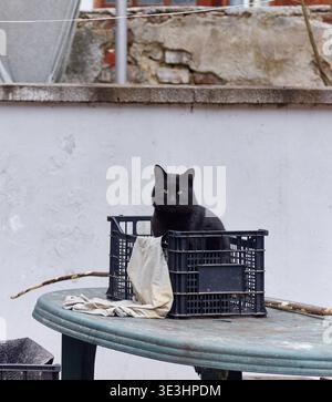 Black cat sitting inside a plastic crate on a green table with a white cloth, against a weathered wall and blurred background elements in an outdoor Stock Photo