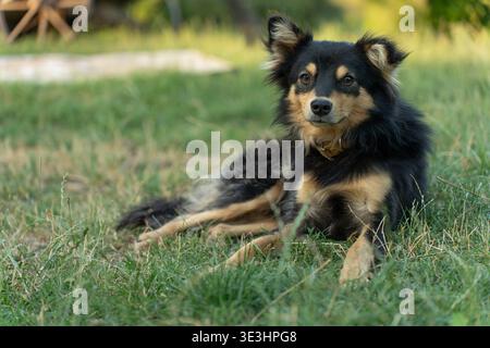 Curious and attentive English Shepherd mixed breed dog lying down. Stock Photo