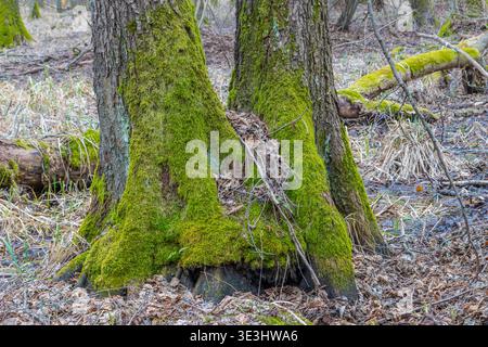 Mosses and lichens on the alder tree, growing from the swamp forest floor covered with decomposing leaves, dried sedges, and a fallen, dead tree trunk Stock Photo