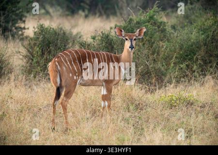 Nyala ewe, Tragelaphus angasii, Gonarezhou National Park, Zimbabwe Stock Photo