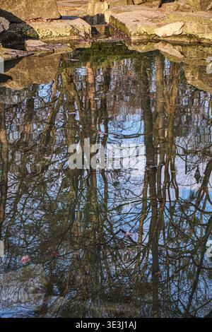Vibrant tree reflections in shallow water with warm sunset tones, pink orange sky mirrored, wavy surface creating artistic pattern. Stock Photo