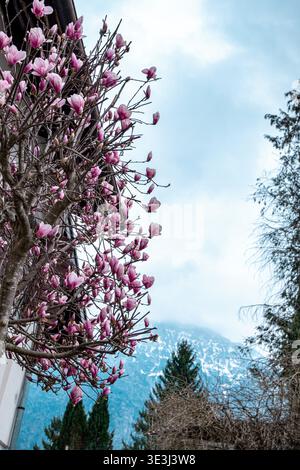 Pink magnolia flowers blooming beside a building with snow-covered mountains and trees in the background in an alpine European village during spring. Stock Photo