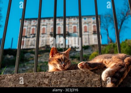 Domestic cat lying on stone wall and yawning in warm sunlight with green grass and metal fence in background outdoors. Stock Photo