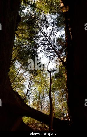 Sun Shining Through the Canopy Stock Photo