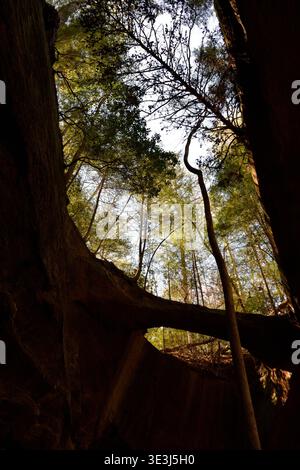 Sun Shining Through the Canopy Stock Photo