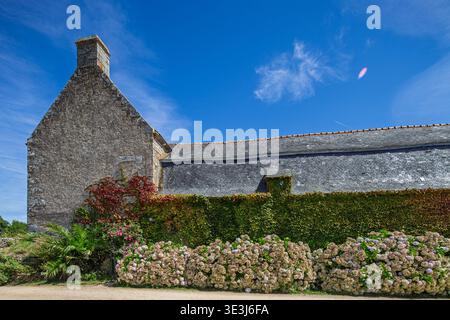 A traditional stone building in Erdeven, Morbihan, Brittany, France, features a slate roof, chimney, vibrant ivy, and blooming hydrangeas under a clea Stock Photo