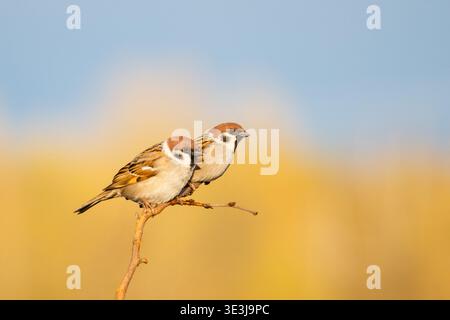 Pair of Eurasian Tree Sparrows Perched on Branch in Golden Sunlight Stock Photo