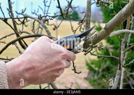 Gardener pruning apple tree. Seasonal garden work. Stock Photo