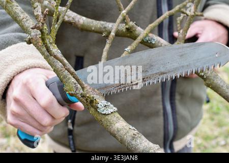 Gardener pruning apple tree. Seasonal garden work. Stock Photo