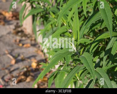 Closeup of Salvia leucantha foliage showing textured green lanceolate leaves growing in an outdoor garden with soft sunlight Stock Photo