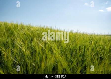 View of a vibrant, sun-drenched field of green crops swaying gently beneath a clear, pale blue sky, creating a serene and picturesque agricultural sce Stock Photo