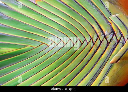 Close-up of petioles of Ravenala madagascariensis traveler's palm, Madagascar endemic, fan-like leaf arrangement in one plane. Not a true palm, Streli Stock Photo