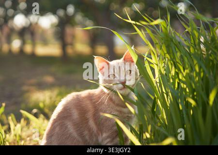 Ginger cat peeks over tall wild grass with ears forward in early light. Nature-focused portrait. Stock Photo