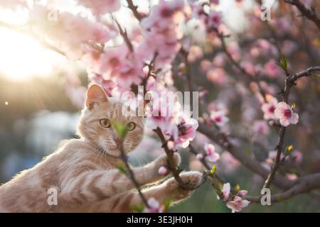 Cat rests below cluster of cherry blossoms, light filtering through petals. Stock Photo