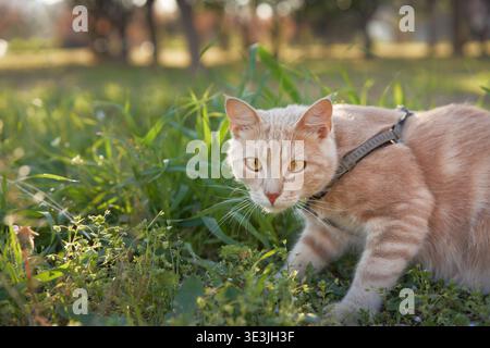 Ginger cat stands low in forest grass, alert to sounds in golden light. Collar visible. Stock Photo