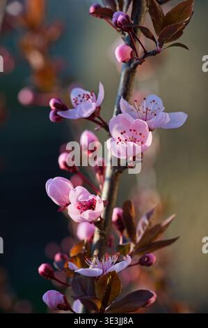 Beautiful pink cherry plum blossoms and buds on a branch with dark leaves. Prunus cerasifera tree in bloom during spring in a garden Stock Photo