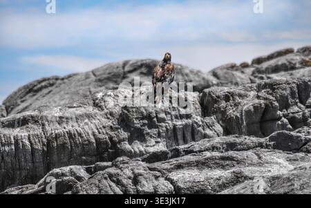 A juvenile  white-tailed eagle (Haliaeetus albicilla) perching on a rock looking into the camera, horizontal Stock Photo