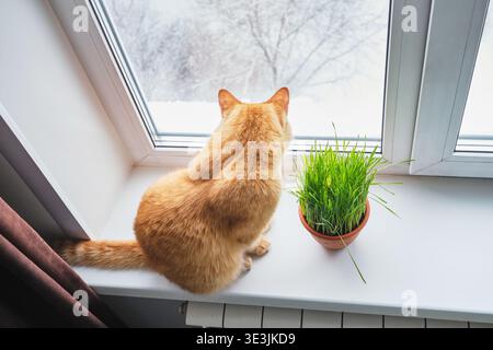 Ginger cat sitting on windowsill observing snow outside with potted cat grass Stock Photo