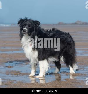 border collie dog on the beach Stock Photo