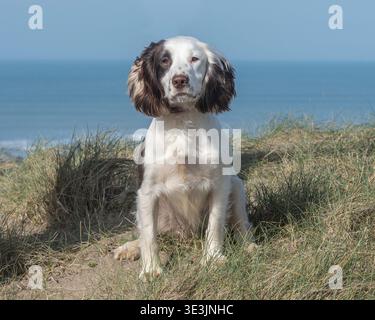 sprocker spaniel dog sitting on coast by sea Stock Photo
