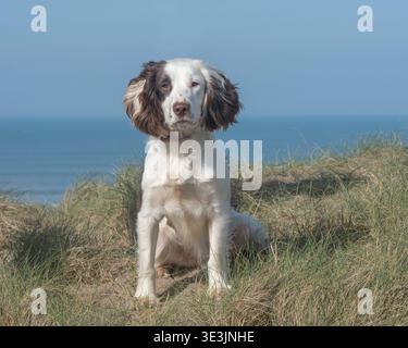 sprocker spaniel dog sitting on coast by sea Stock Photo