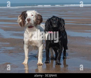two spaniel friends a sprocker and a cocker Stock Photo
