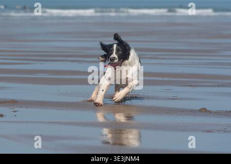 English Springer Spaniel running on the sandy beach Stock Photo