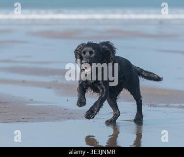 working cocker spaniel running on the beach Stock Photo