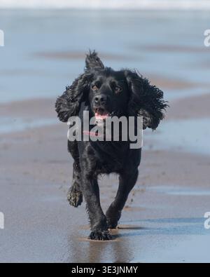 working cocker spaniel running on the beach Stock Photo