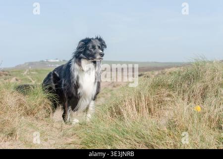 Border Collie dog in sand dunes at the beach Stock Photo