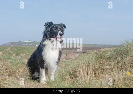 Border Collie dog in sand dunes at the beach Stock Photo