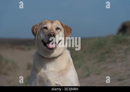 yellow labrador retriever dog Stock Photo