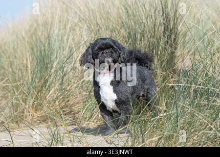 Shihtzu dog in long grass Stock Photo
