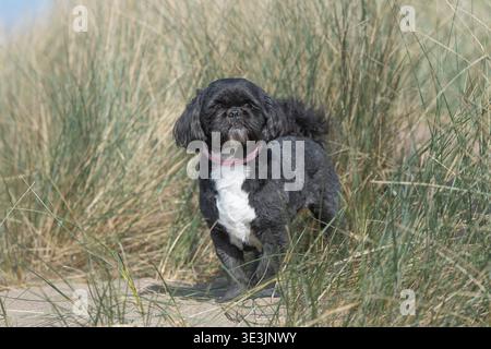 Shihtzu dog in long grass Stock Photo