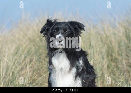 Borderr Collie dog sitting in long grass Stock Photo