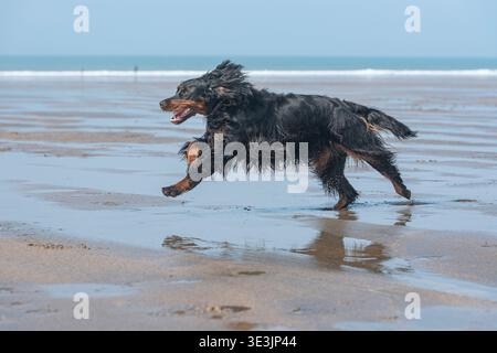 Gordon Setter running on the beach Stock Photo