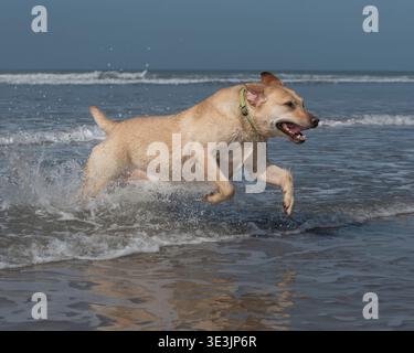 yellow Labrador Retriever dog running in the sea Stock Photo