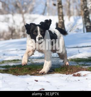 english springer spaniel running in snow and woodland Stock Photo