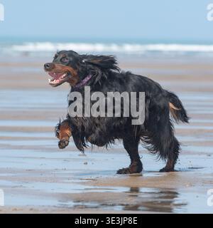 gordon setter running on sandy beach Stock Photo