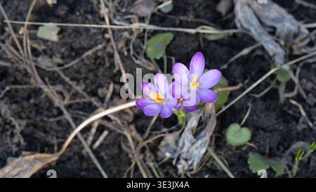 Two delicate purple crocus flowers blooming from the dark spring soil among dry grass. Close up. Stock Photo