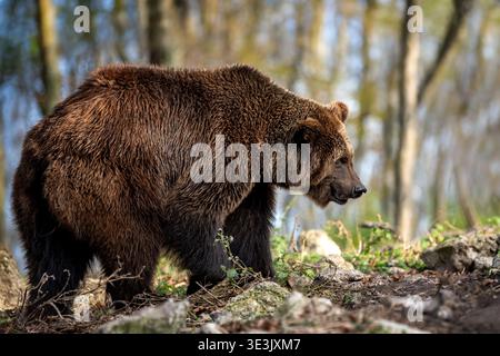 A brown bear is seen moving through a lush green forest, with tall trees and rocks surrounding it. The soft morning light filters through the leaves, Stock Photo