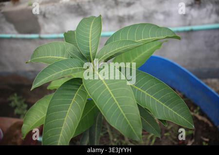 Green Mango Plant Leaves Close-Up | Fresh Tropical Tree Growth Photography Stock Photo
